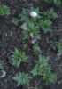 15-04-12 Anemone White Splendour-0457-klein.jpg