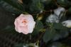 2023-01-21_Winter-Garten_08_Camellia_Hagoromo-3115-klein.jpg