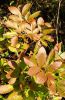 Paeonia Clair de Lune Herbst-6773-klein.jpg