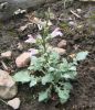 Salvia taraxifolia 270623_04.jpg