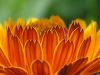 Calendula-Feuer-a.jpg