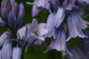 Hyacinthoides-Mai-1.jpg
