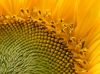 Sonnenblume-3.jpg