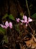 Cyclamen-hederifolium_rosa_1.JPG