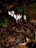 Cyclamen-hederifolium_weiss_1.JPG