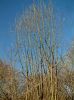 Salix-Oxford-Violet-2_Jan2015.JPG