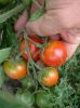 Tomate_Northern-Delight_A-August2013.JPG