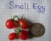 Tomate Small Egg 3.jpg