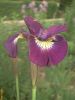 iris-sibirica-sultans ruby.jpg