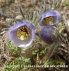 07160312_ePulsatilla ajanensis.JPG