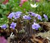 DSCF1332_eHepatica nobilis _Flora Plena_.JPG