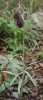 IMG_3563_eFritillaria montana_Habitus.JPG