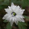 IMG_3683_eAnemone nemorosa _Blue Eye_.JPG