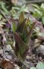 IMG_3706_eCypripedium tibetum _Dark Leaf_.JPG
