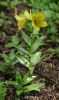 IMG_7500_eFritillaria_camschatcensis_gelb.JPG