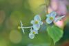 Begonia-grandis-Okt0414_082.jpg