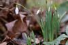 Galanthus-nivalis-Jan0823_030_00001.jpg