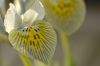 Iris-reticulata-Kath-Hodgki.jpg