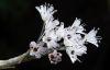 Allium callimischon haemostictum (2).jpg