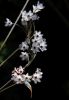 Allium callimischon haemostictum.jpg