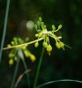 Allium flavum 09.jpg