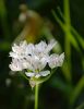 Allium neapolitanum.jpg
