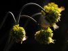 Allium obliquum - 2.jpg