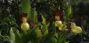 Cypripedium calceolus.jpg