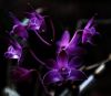 Dendrobium Purple Beauty.jpg