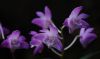 Dendrobium kingianum.jpg