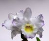 Dendrobium nobile Hybride.jpg