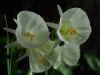 Narcissus Spoirot.jpg