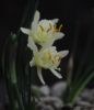 Narcissus hedraeanthus.jpg