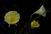Narcissus romieuxii Julia Jane.jpg