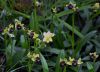 Ophrys bombyliflora Schwarm.jpg