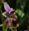 Ophrys tenthredinifera 1.jpg