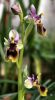 Ophrys tenthredinifera~1.jpg