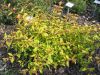 Fuchsia_magellanica_aurea2.jpg