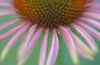 Echinacea 5 30-06-2007~0.jpg