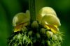 Phlomis 5 18-06-2006.jpg