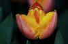Tulipa Beauty of Apeldoorn 1 14-04-2007.jpg