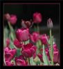Tulipa Pink-Mauve Recreado Negrita Queen of the Night 23-04-05.jpg