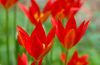 Tulipa x 1 22-05-2007.jpg