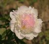paeonia_lactiflora_raspberry_sundae_1948.jpg