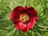 paeonia_tenuifolia_rubra_3200.jpg