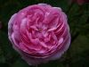 Rosa-Centifolia-Muscosa.jpg