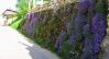 Gartenmauer mit Blaukissen.jpg