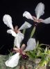 Iris paradoxa var. choshap 2005-05-26 7.JPG
