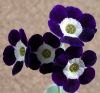 new_Primula x pubescens _Remus_ 2006-04-30.jpg