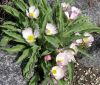 new_Ranunculus calandrinoides 2006-04-17 001.jpg